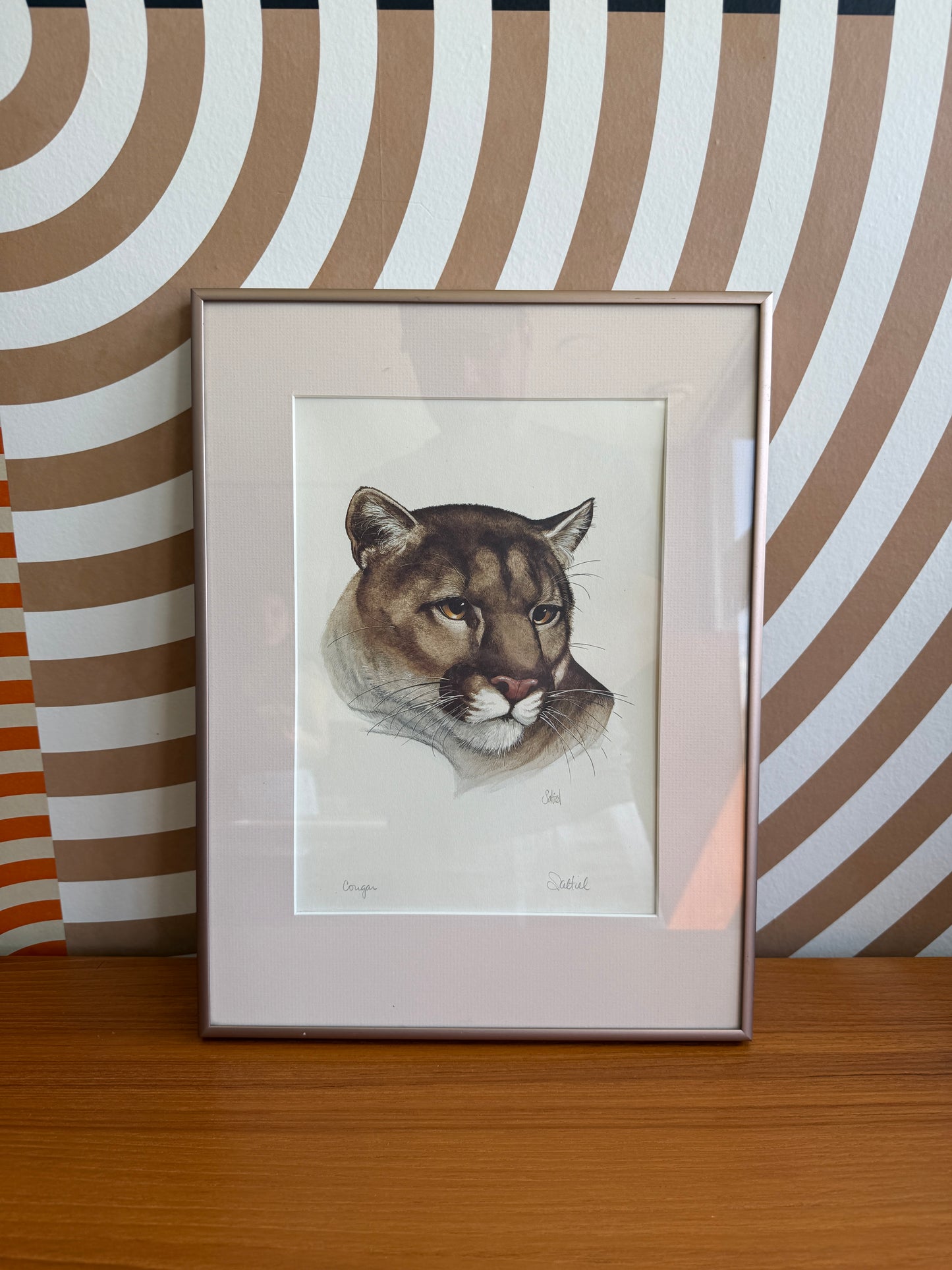 Vintage Cougar Wildlife Print